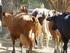 Días al Parto de Vacas Brahman en dos Rebaños Ubicados en los Llanos de Venezuela