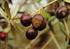 La Antracnosis o Aceituna jabonosa en el cultivo del olivo