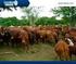 CONTROL INTEGRADO DE GARRAPATAS EN LA GANADERÍA BOVINA. Integrated control of ticks in bovine livestock