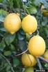 Los limones son una fruta muy popular tanto por su aroma como por los numerosos beneficios para nuestra salud. Propiedades del limón