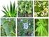 Plantas medicinales. Todas las plantas medicinales producen una sustancia que se llama alcaloide que contiene propiedades terapéuticas.