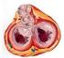Válvulas cardíacas: funcionamiento y enfermedades