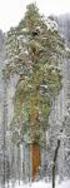 Prueba de aprovechamiento del árbol entero en primera clara de Pino insignis con destino energético en Gipuzkoa