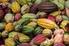 Cacao: una apuesta colombiana al mercado internacional Octubre de 2014 Centro de Comercio e Inversión