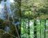 Dinámica del crecimiento del bosque húmedo