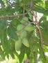 MANGO. Mangifera indica L. Frutal. Mango Manzano, Chancleta.