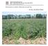 Polinización en alfalfa. Producción de semillas