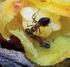 Polinización por hormigas: conceptos, evidencias y futuras direcciones