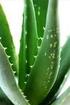 Efecto hipolipemiante de Aloe vera L.