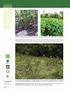Evaluación de un Sistema Silvopastoril de Acacia decurrens Asociada con Pasto kikuyo Pennisetum clandestinum, en Clima Frío de Colombia