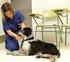 Bancos de sangre canina y su importancia en emergencias médicas