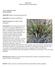ANEXO 4.11 FICHAS DE ESPECIES PROTEGIDAS. Yucca endlichiana Trel. AGAVACEAE. NOM-059: Sujeta a Protección Especial (Pr)