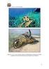 Reporte final de la anidación de tortugas marinas, Playa Pacuare, Costa Rica (Temporada 2012)