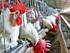 LA ENFERMEDAD. La gripe aviar o influenza aviar es una enfermedad peligrosa debido a que puede causar la muerte de todas las aves de una granja