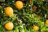 Cítricos (hesperidios) Naranja dulce (Citrus sinensis) Mandarina (Citrus reticulata) Limón (Citrus limon) Pomelo (Citrus paradisi)