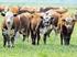 Stock 2012 del ganado bovino