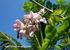 La flor de cuchunuc (gliricidia sepium) en la alimentación de la población zoque de Tuxtla, Gutiérrez, Chiapas, México