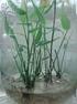 Ultraestructura del bambú Guadua macclurei (Poaceae: Bambusoideae) de Costa Rica