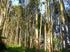 Consultoría de Proceso Pasta y Papel de Eucalyptus Energía Renovable Biomasa / Medioambiente P&P