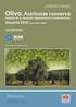 Olivo. Aceitunas conserva: análisis de la situación internacional y exportaciones. Anuario 2010 años