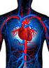 Anatomía Humana III. (Sistemas: cardio-circulatorio, respiratorio, digestivo y genitourinario.