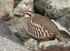 Intoxicación por munición de plomo en aves silvestres en España y medidas para reducir el riesgo
