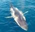 PROYECTO RORCUAL Estudio de ballenas en aguas catalanas Una iniciativa de la asociación EDMAKTUB