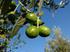 Identificación de variedades tradicionales del olivar riojano
