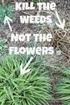 WEED GRASS. Kills the root KILLER. Herbicida de pasto y maleza CAUTION PRECAUCIÓN. NET 32 FL. OZ. (1QT./946 ml) C ONCENTRATE