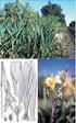 Especies hidrófitas y palustres utilizadas como medicinales por los habitantes del norte y nordeste de la provincia del Chaco