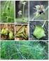 Nuevo hallazgo de Miersia cornuta Phil. (Gilliesieae-Alliaceae)