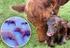 Factores de riesgo asociados a aborto bovino en la cuenca lechera del departamento de Nariño