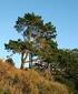 Características morfológicas de Pinus tropicalis