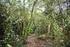 Restaurar la cobertura vegetal de un Bosque de Galería localizado en la Comunidad de San Jacinto De Chinambí - Provincia Del Carchi