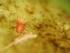 Dos Ensayos sobre el Control Químico de la Árañita Roja de los Cítricos, Panonychus citri (Me Gregor) en La Esperanza, Huaral 1