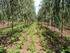 Árboles y arbustos de uso múltiple con potencial agroforestal en el Sureste de Guanajuato