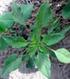 Alternativas de control de Amaranthus hybridus L. Kunth Yuyo colorado