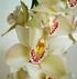 Regalar orquídeas: un mensaje de belleza