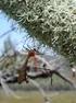 Con veneno de alacrán modifican mosco transmisor del paludismo