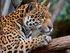 Jaguar Bibliography Jaguar Conservation