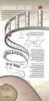El dogma central en Biología: DNA mrna proteina