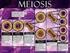 División Celular. Mitosis y Meiosis. División Celular 10 de marzo de 2013