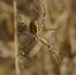 Nivel 1: arañas de especial interés tanto por su abundancia en los olivares ibéricos de la Península Ibérica como por su acción sobre las plagas.