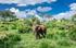 Opción 2: Salida hacia el Parque Nacional de Tarangire. Safari fotografico en ruta. Cena y alojamiento en TARANGIRE SOPA LODGE.