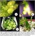 Regeneración de plántulas, vía embriogénesis somática, a partir de hojas de fresa, Fragaria virginiana, utilizando ANA y BAP