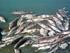 Máximo térmico crítico en peces argentinos de agua dulce, Sudamérica