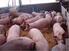 La actividad a desarrollar es el engorde de cerdos ibéricos en un régimen intensivo.