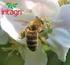Salud de las abejas en Latinoamérica: un frágil equilibrio debido a la agricultura y la apicultura de baja intensidad