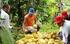 Análisis de Conyuntura del Cultivo de Frijol en Honduras. Trabajando para una Vida Mejor. Unidad de Planeamiento y Evaluación de la Gestión