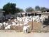 Manejo reproductivo del ganado caprino en México